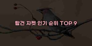 알리파파의 가성비 알리 제품 추천 32370 15