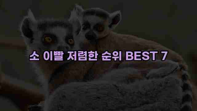 소 이빨 저렴한 순위 BEST 7